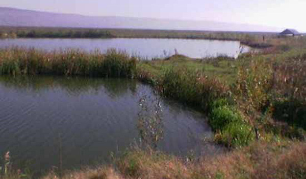 Balta Cleja