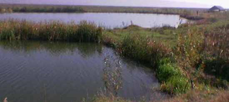 Balta Cleja