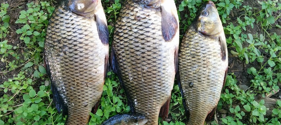 Balta Dostat Alba