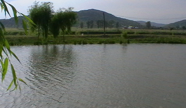 Balta Flamina