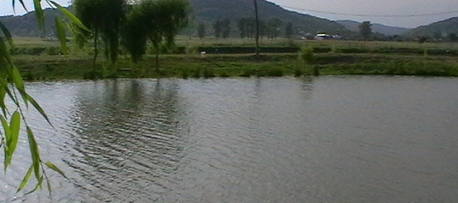 Balta Flamina