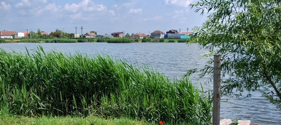 Balta Sacalaz Cyprinius