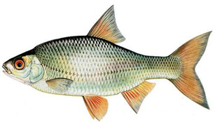 Babusca Babusca