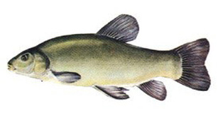 Linul Linul