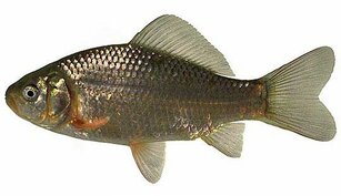 Caracuda