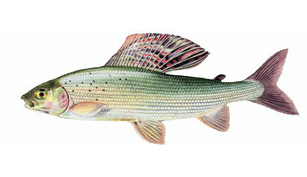 Lipanul