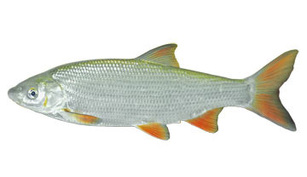 Scobarul Scobarul
