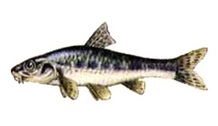 Porcusorul