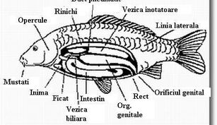 Caracteristicile externe ale crapului Caracteristicile externe ale crapului